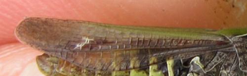 Chorthippus sp.